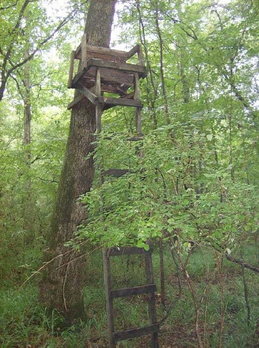 Are You Guilty Of Putting Your Deer Stand Last Skunk Ape Tree